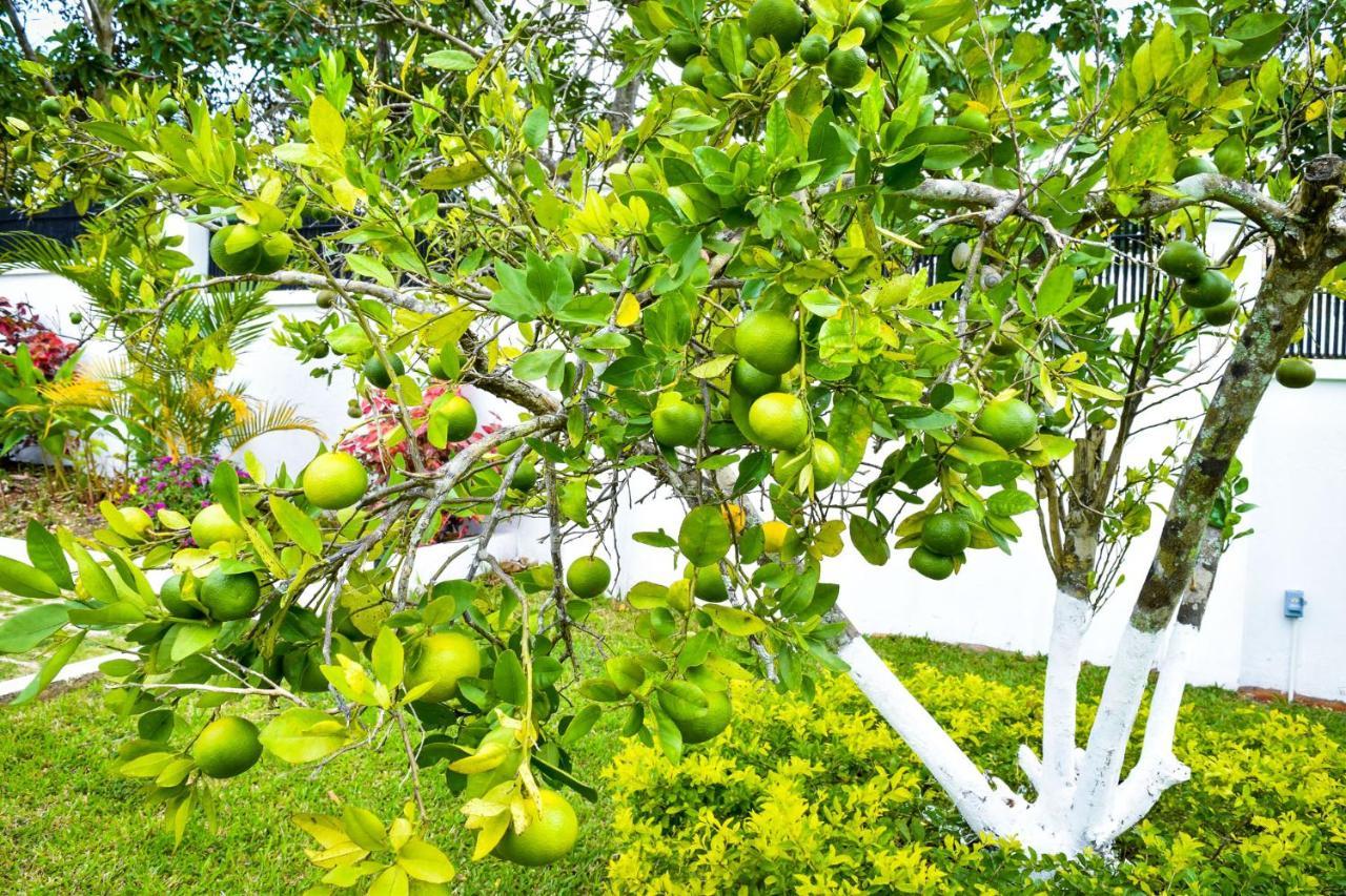 Jamgolia Place Mandeville Eksteriør bilde